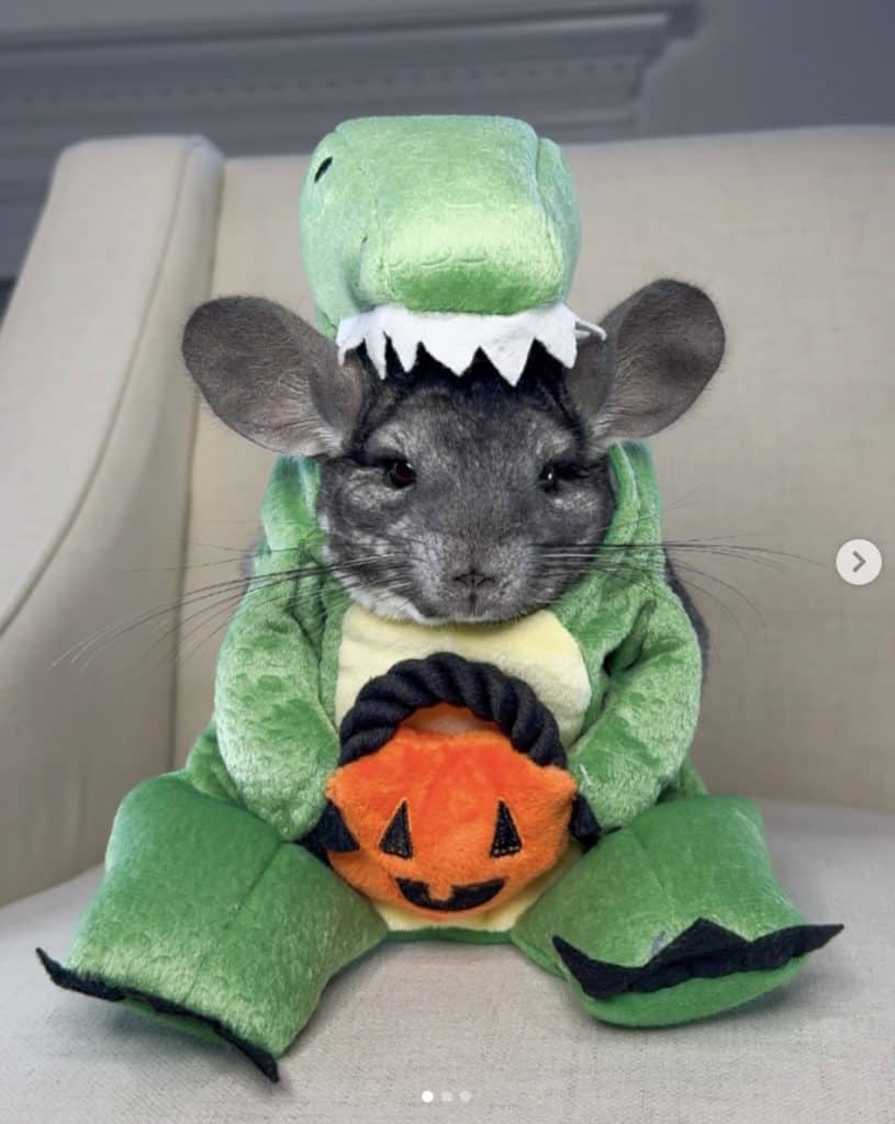 chinchilla in a dinosaur costume